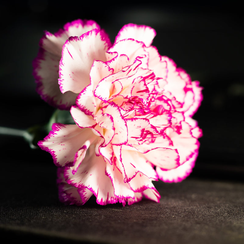 Collagen (Dianthus Caryophyllus Flower Extract) 2%