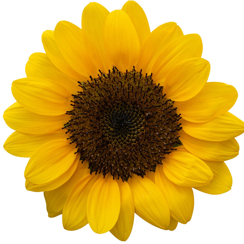 Helianthus annuus seed oil