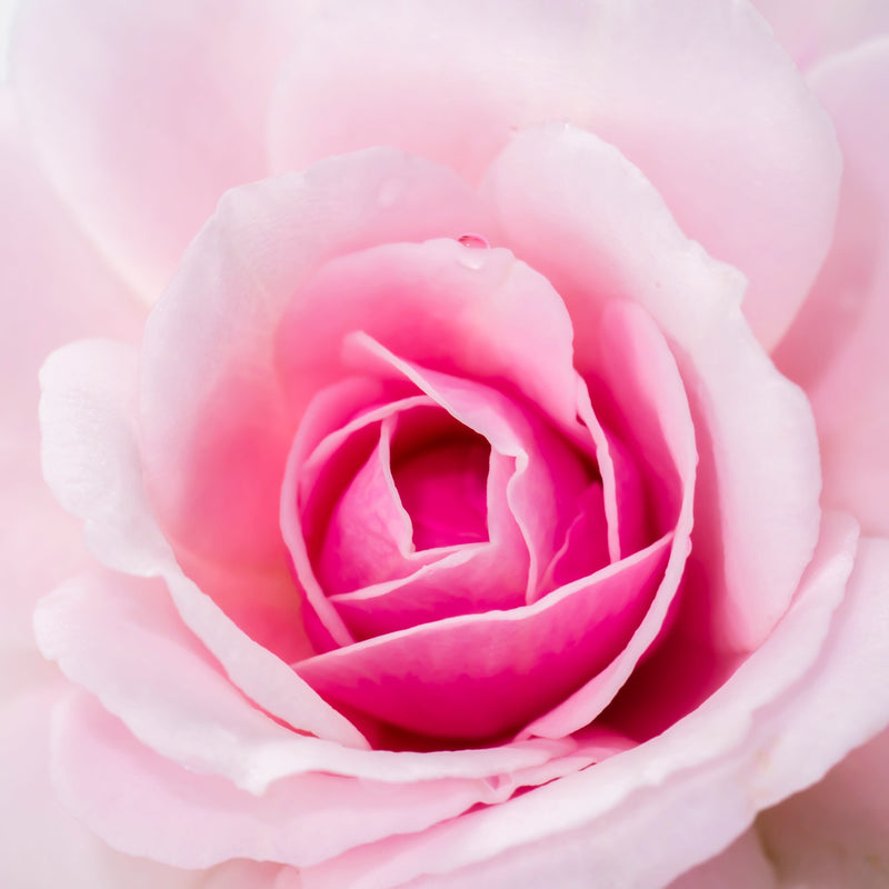 Rosa Damascena Callus Extracellular Vesicles